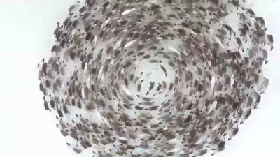 A magical sight: deer on the Kola Peninsula beyond the Arctic Circle. Sensing an impending threat, the reindeer swirl / cyclonic, and thus interfere with targeting, attack and protect pregnant females and the youngest members of the herd in the middle.