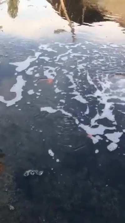 Does this fit the sub?