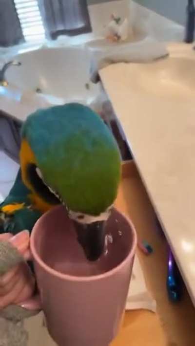 what does your parrot sound like