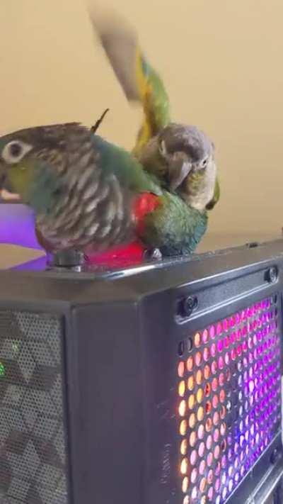 These two know how to party with the happy dance!