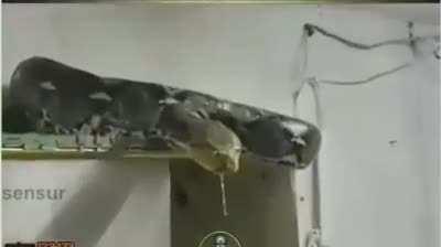 У кого-то тараканы, а у кого-то вот...