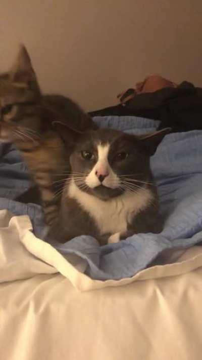 Life with a new kitten. Accepting his role as big brother.