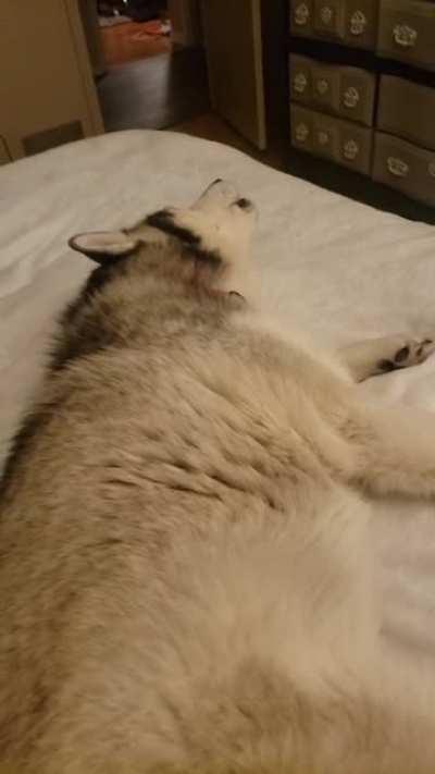 Just too much effort to howl sitting up so she mastered laying perfectly still and her best howl