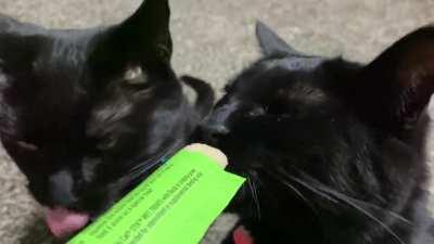 Put a licky stick in the freezer