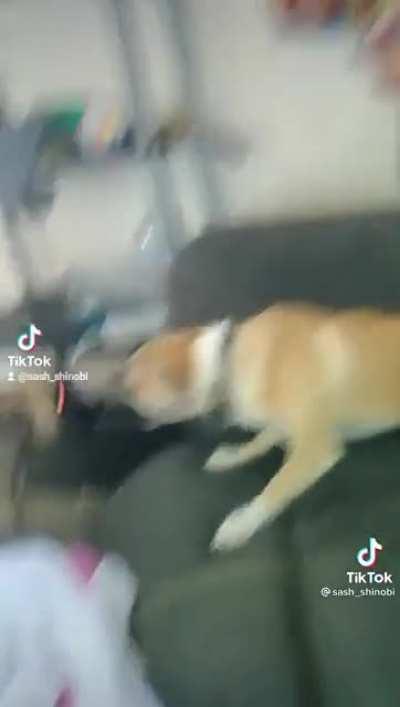 You want a cheez it?