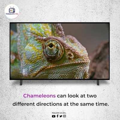 Chameleons come in a range of colors, and many species have the ability to change color.