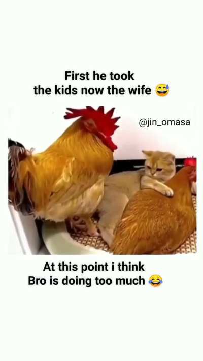 The cat will take everything he have