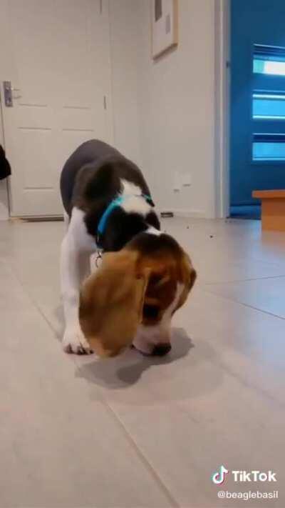 Credit to beaglebasil for the adorable video and go to beaglebasil on tik tok again not my video