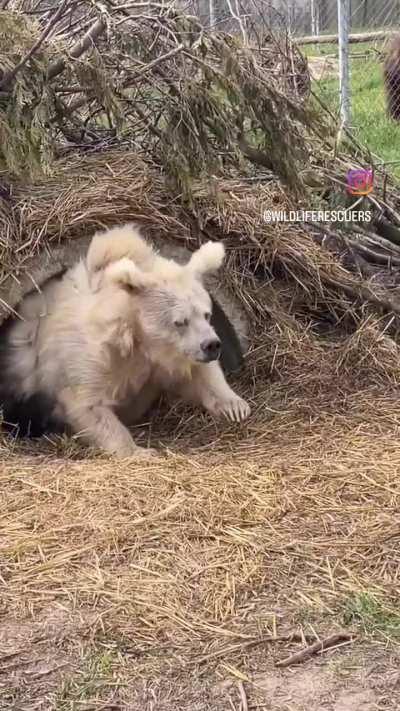 Himalayan brown bear emerging from hibernation 