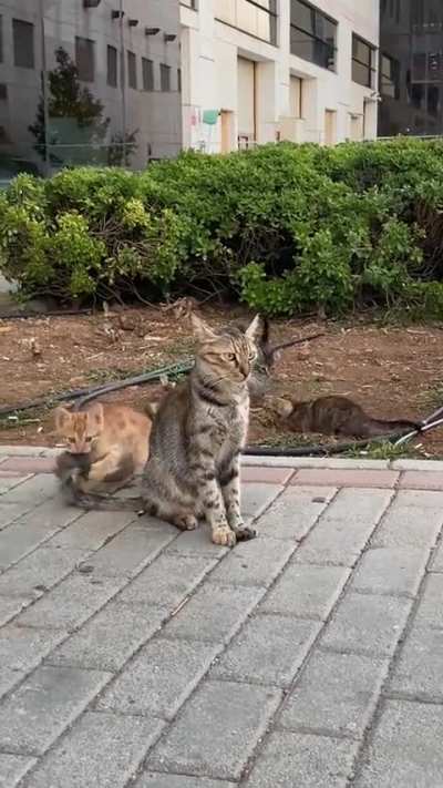 Have kids they said...