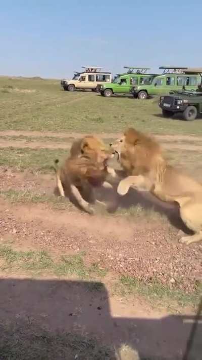 Kaskaz boys Omokale and bron fighting over survey queen, Bron wins