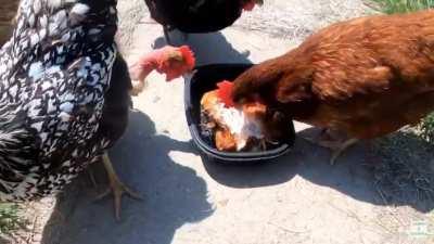 Pollos chingandose un pollito rostizado