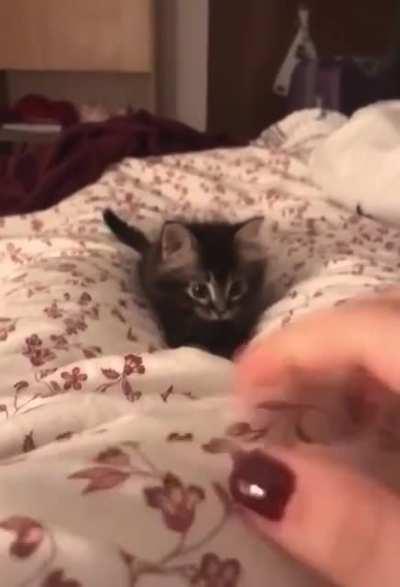 A playful little point