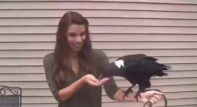 Ravens are capable of high-quality imitation of human speech