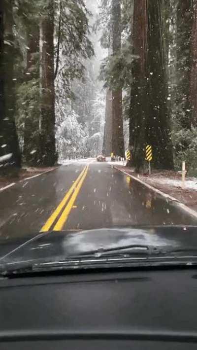 Snow in the redwoods