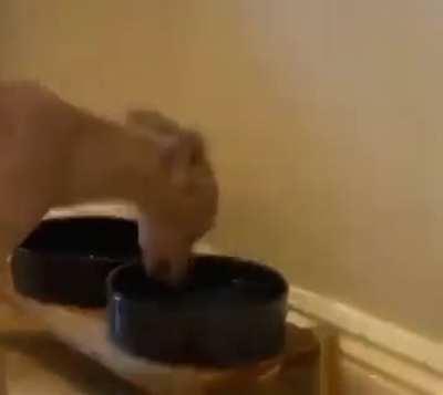 Just a doggo drinking water