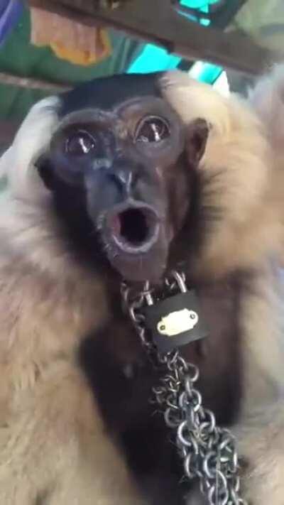 POG MONKEY POG MONKEY