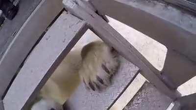 POV: Polar Bear is trying to eat you.