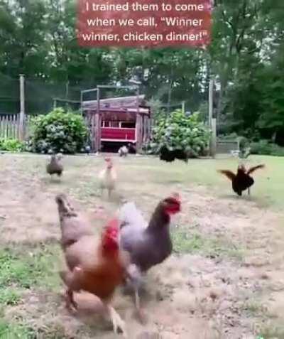 Winner winner chicken dinner