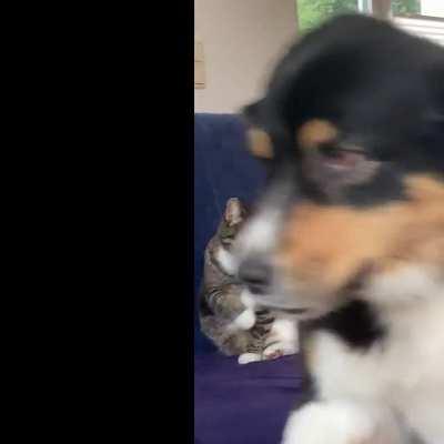 Our cat is not so fond of sharing the couch..