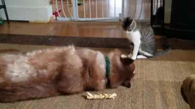 Husky getting bullied.