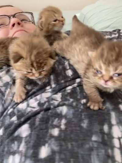 Tiny Gang Assults Human!