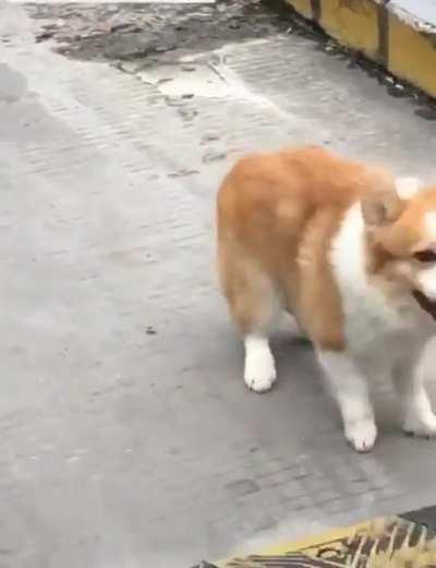 doggo just enjoying life