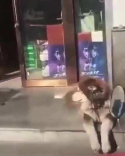 Perrito disfrutando el bo bo bo bo boyfriend