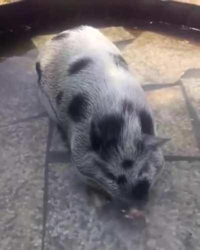 Bored chonker is bored