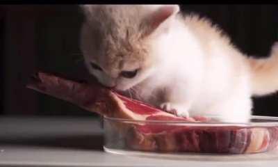 Smol boi is angry for not being able to bite off the meat