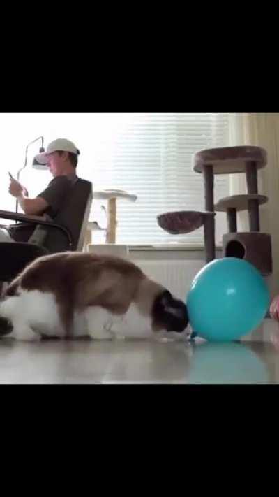 La curiosad mato al gato