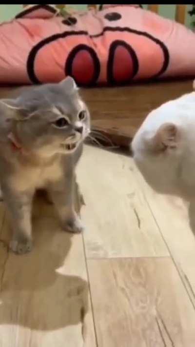 Having a friendly catversation.