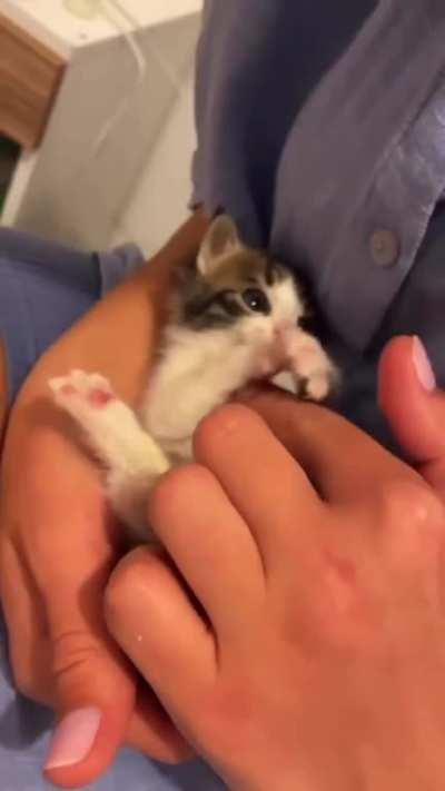 A extremely small kitten