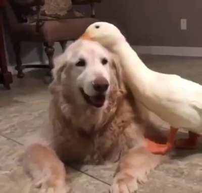 Duck and doggo