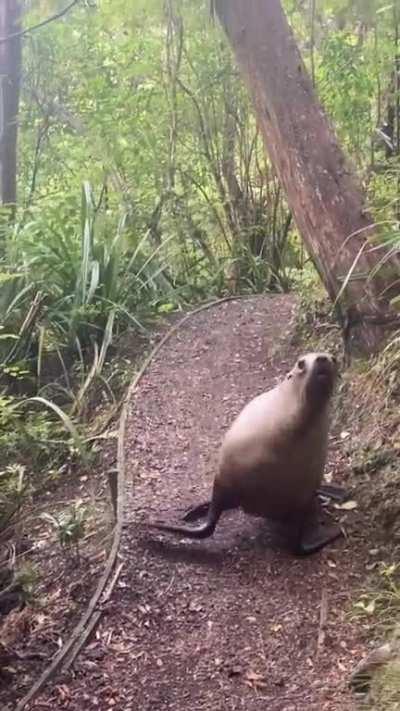 Walking through Ulva Island and encountered a Female Sea Lion on her Way Back to Feed Her Baby