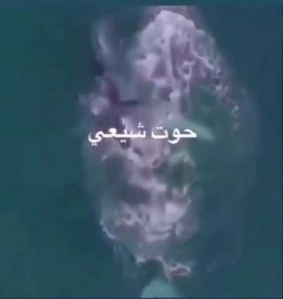 Whales shia confirmed 🥵🥵