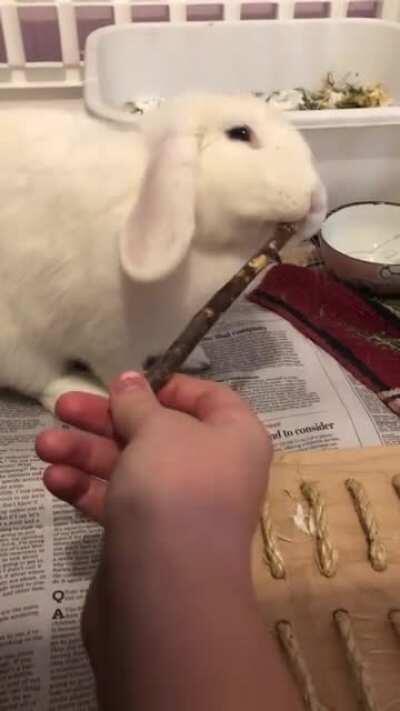 don’t you dare get between mochi and her stick.