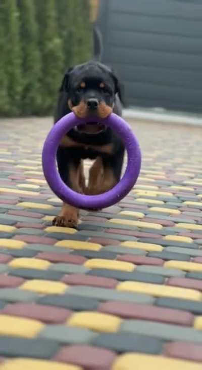 Rottweiler is a lifestyle.