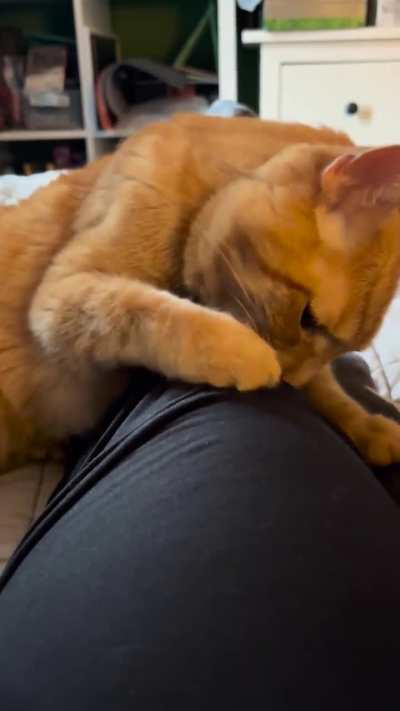 Why is me immortal wunk trying to eat me leg? Is he hungry?