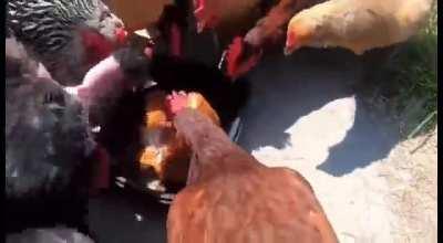 Chicken cannibalism