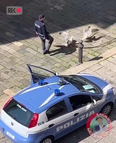 Segulls fighting until the law gets involved.