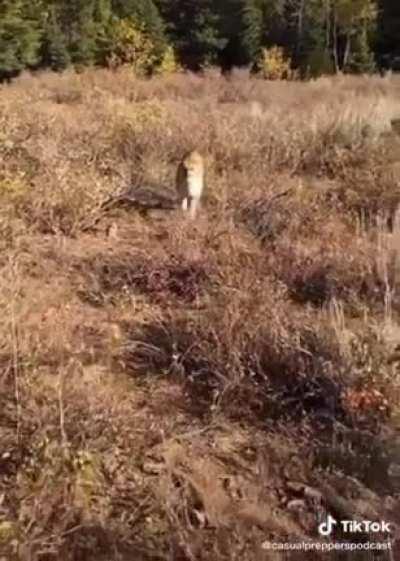 Defensive use of a firearm doesn’t always mean human v. human. Credit to casualprepperspodcast on TT