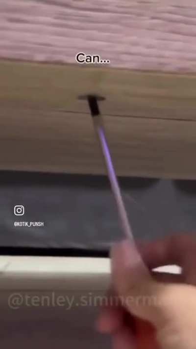 Intelligent cats that are good for housework