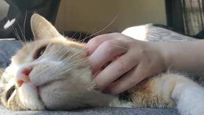 My old lady had 3 teeth removed yesterday, so today is nothing but pets and snuggles