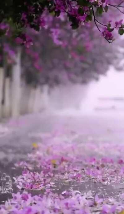 Passing my whole day with the rain..