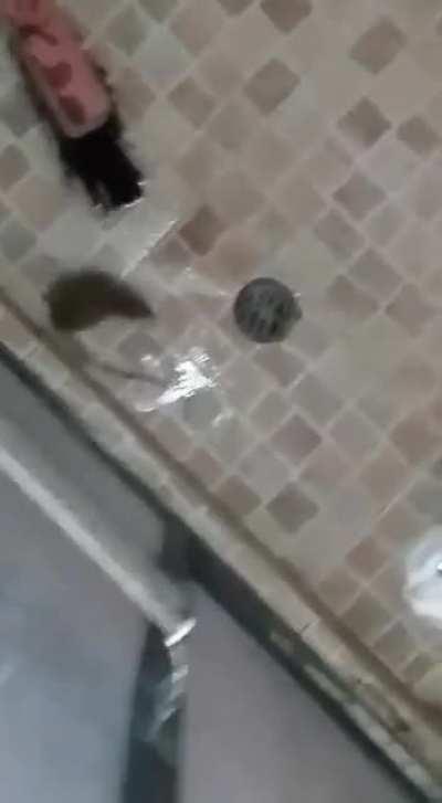 Cómo que voy a matar a mi compa😔😔