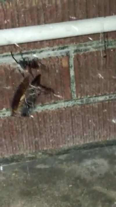 This Black widow was hunting under my chair…