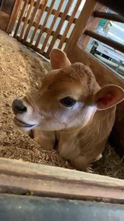 Got my love of cows from this sub. Made a new friend today, baby Dot who was just born in September!