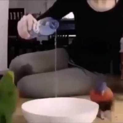 skull island residents pouring out yet another glass of berry juice for Kong's drunk ass