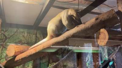 TAMANDUA!!